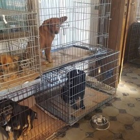 Egy uj ivartalanitasi kampany alkalmaval, 2016.09.08 - 14 kozott, a mobil klinikank 110 kutyat ivartalanitott Pancotan, Arad megyeben